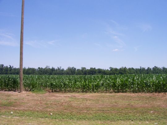 A field of corn in the Atchafalaya Basin