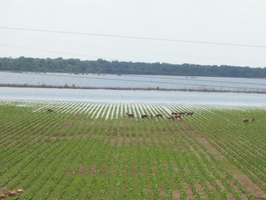 Deer grazing in partially submerged soy bean field