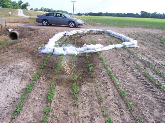 Sand boil north of Krotz Springs