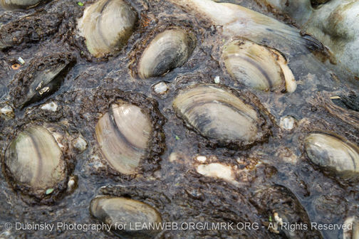 Freshwater Mussels Killed by the Temple Inland Discharge