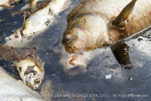 Dead Fish from Temple Inland Spill