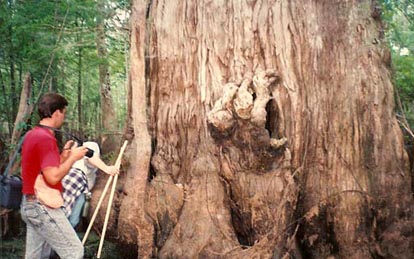 An ancient baldcypress tree in the Spanish Lake Basin. Experts believe that some are over 2000 years old!!