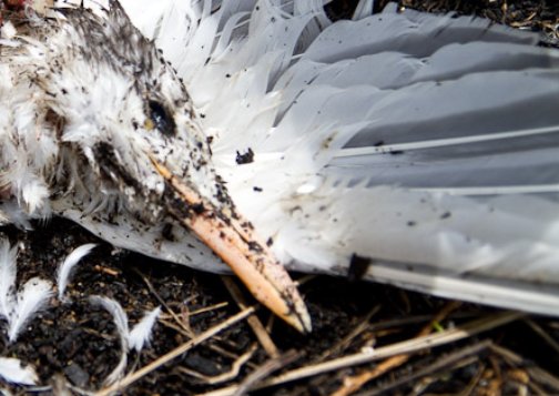 Dead Tern - A dead gull found on 