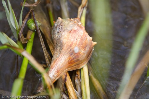Hermit Crab - A hermit crab in a welk shell on Modato island