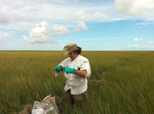 Taking soil samples in the marsh