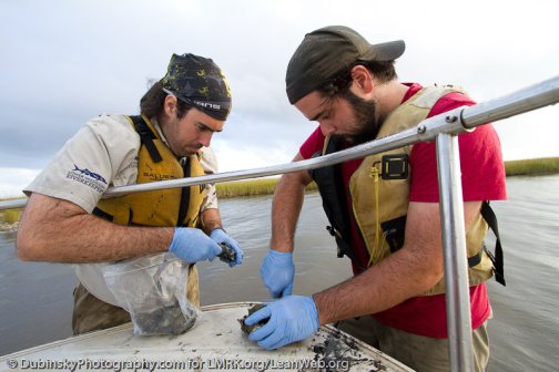 Michael and Paul processing oyster samples