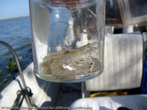 Shrimp sample ready for the lab