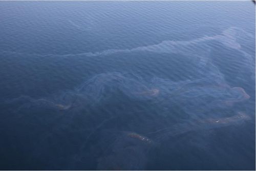 The oil slick found on August 30, 2011. Photo by Bonny Schumaker of On Wings Of Care. The oil slick found on August 30, 2011. Photo by Bonny Schumaker of On Wings Of Care.