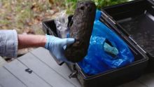 A "tar log" found on Ship Island in August 2011.